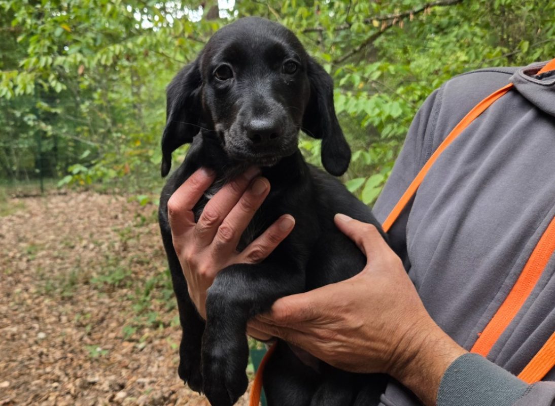 Bigoudi - Chien à adopter
