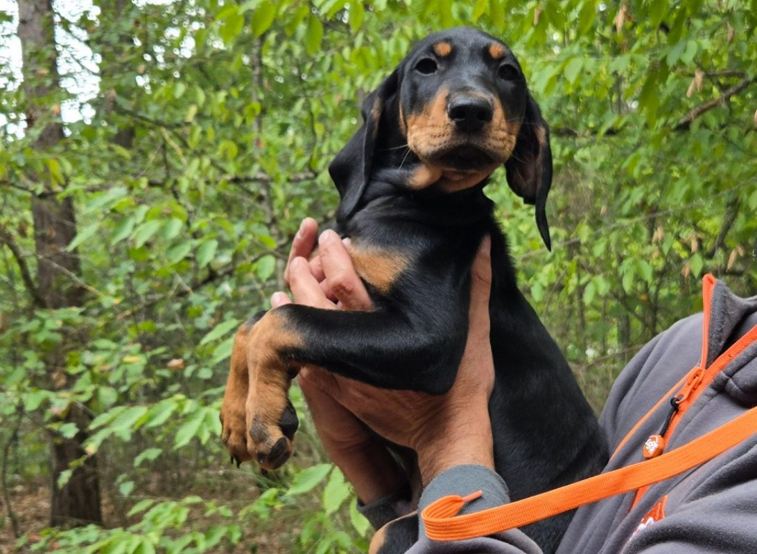 Dingo - Chien à adopter