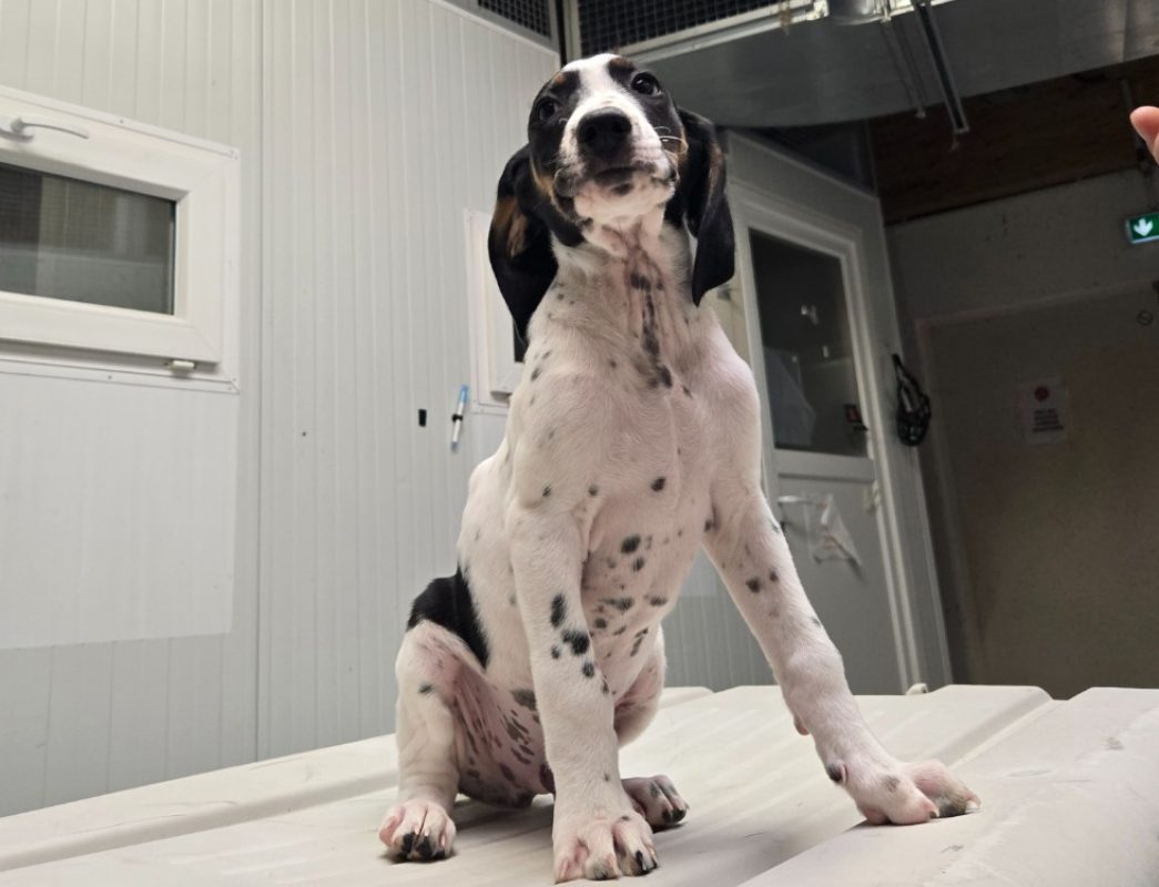 Cassis - Chien à adopter