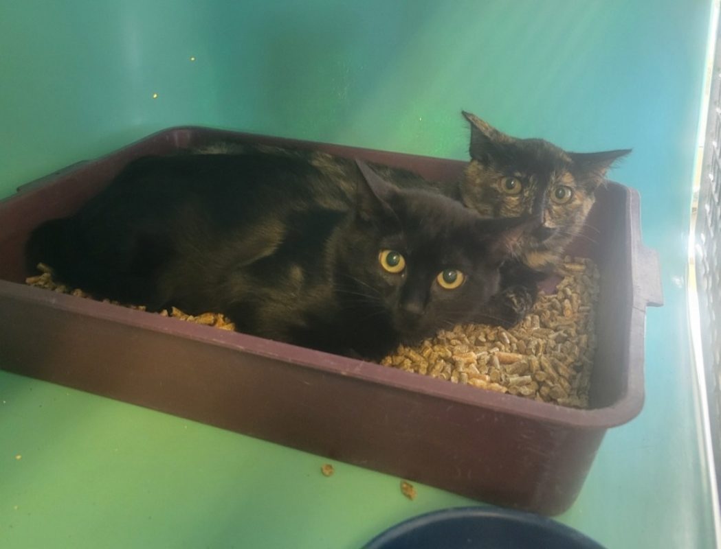 Pagaille - Chat Européen à adopter