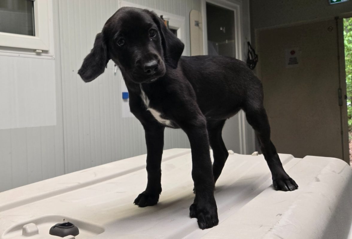 Fina - Chien à adopter