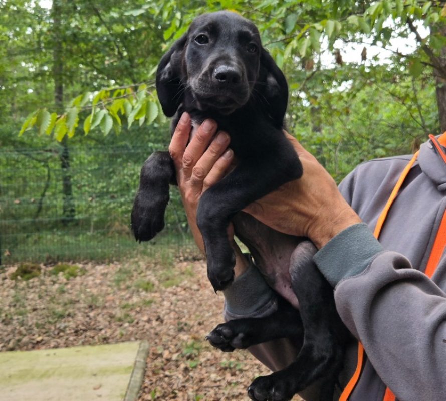 Eliot - Chien à adopter