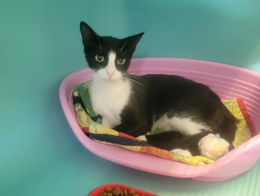 Nana - Chat Européen à adopter