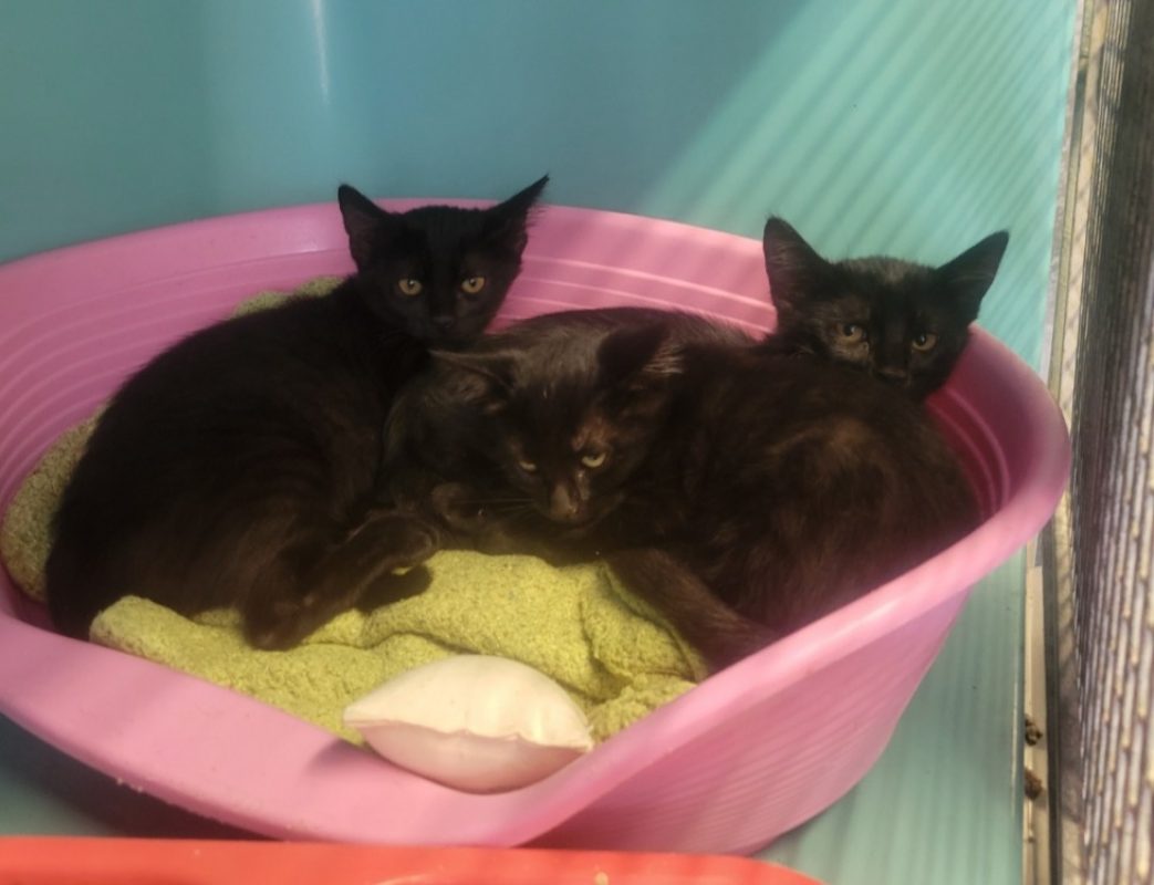 Flanelle - Chat Européen à adopter