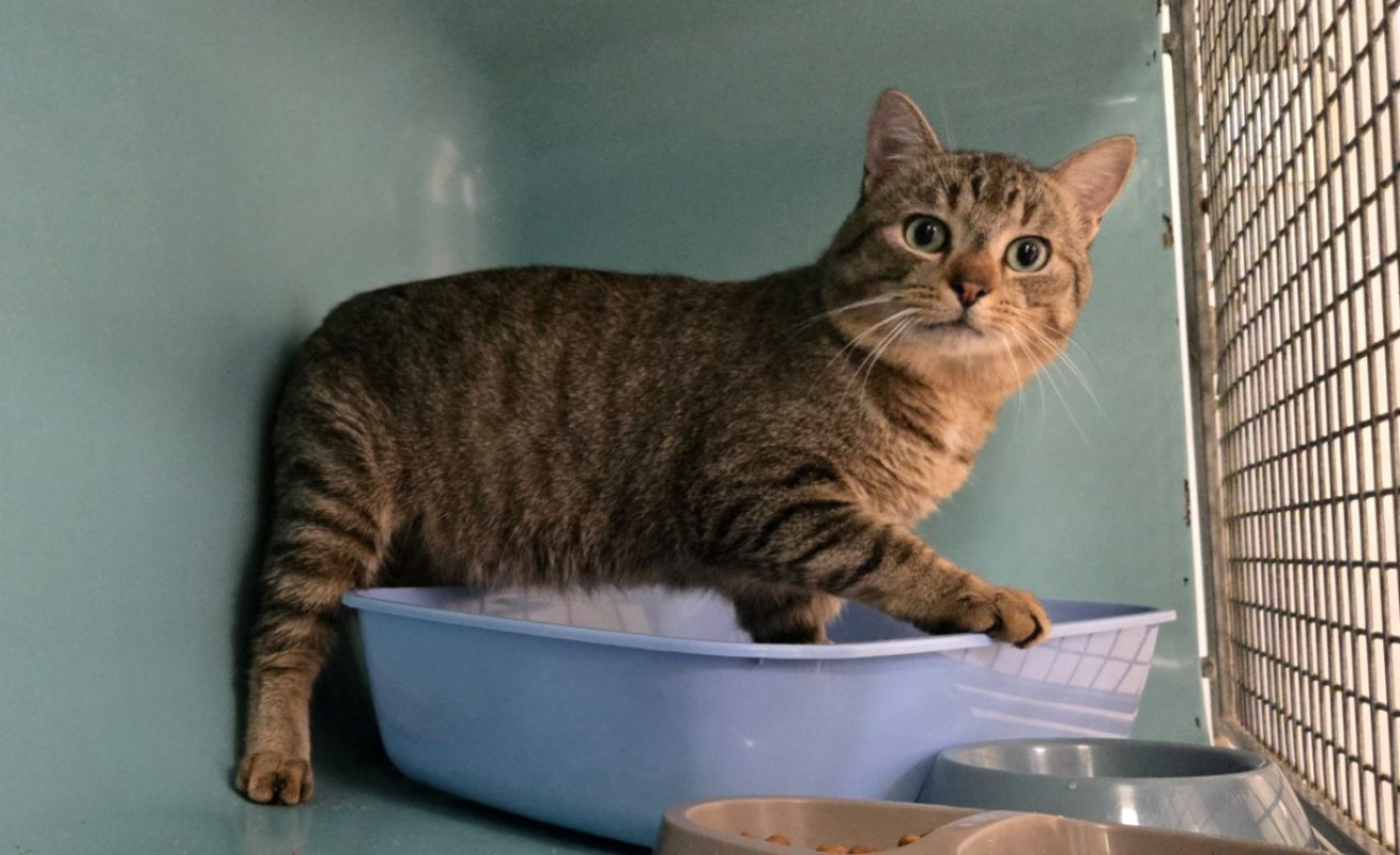 Malabar - Chat Européen à adopter