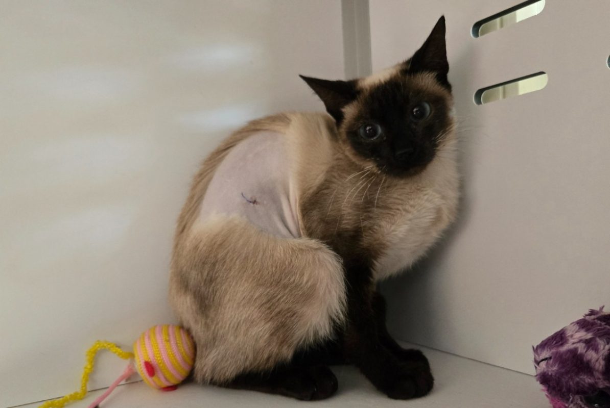 Siam - Chat Européen à adopter