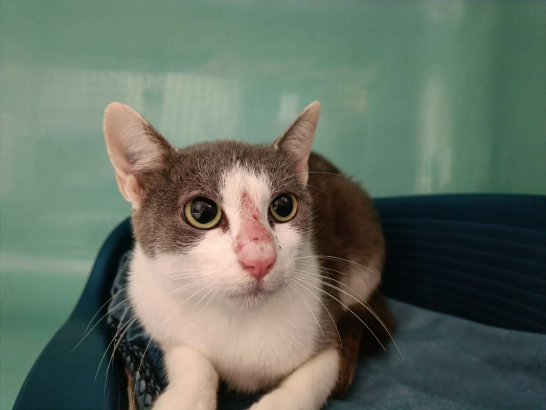 Minerva - Chat Européen à adopter