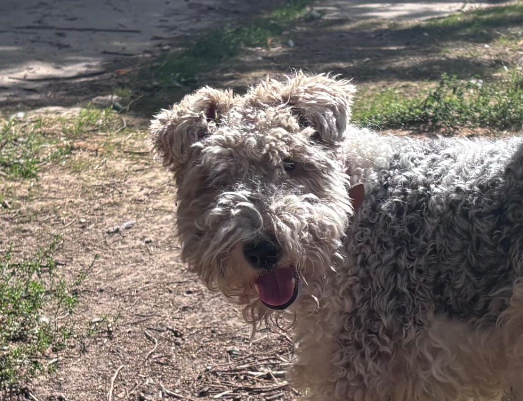Olto - Chien à adopter