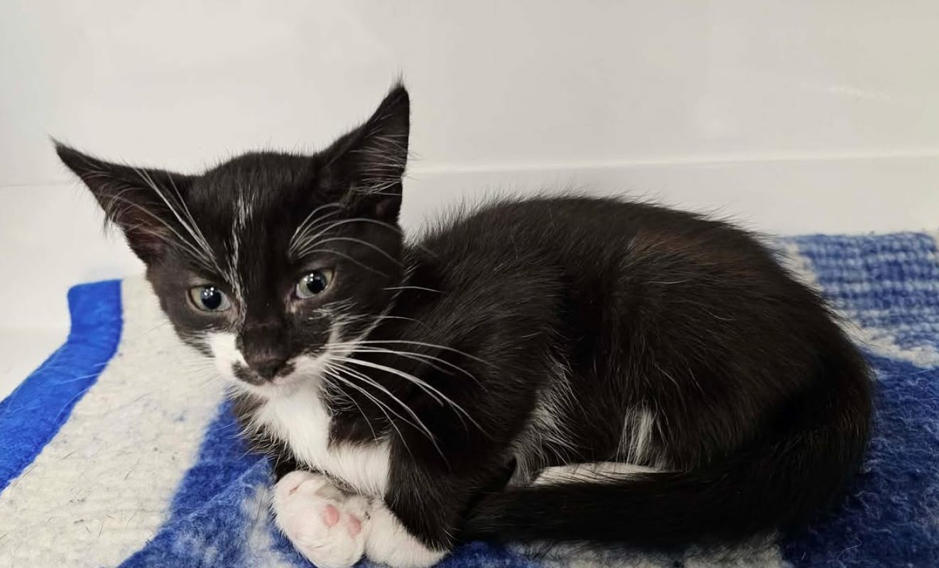 Fripon - Chat Européen à adopter