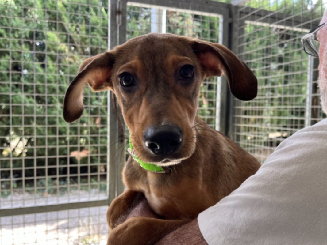 Toueno - Chien Berger à adopter