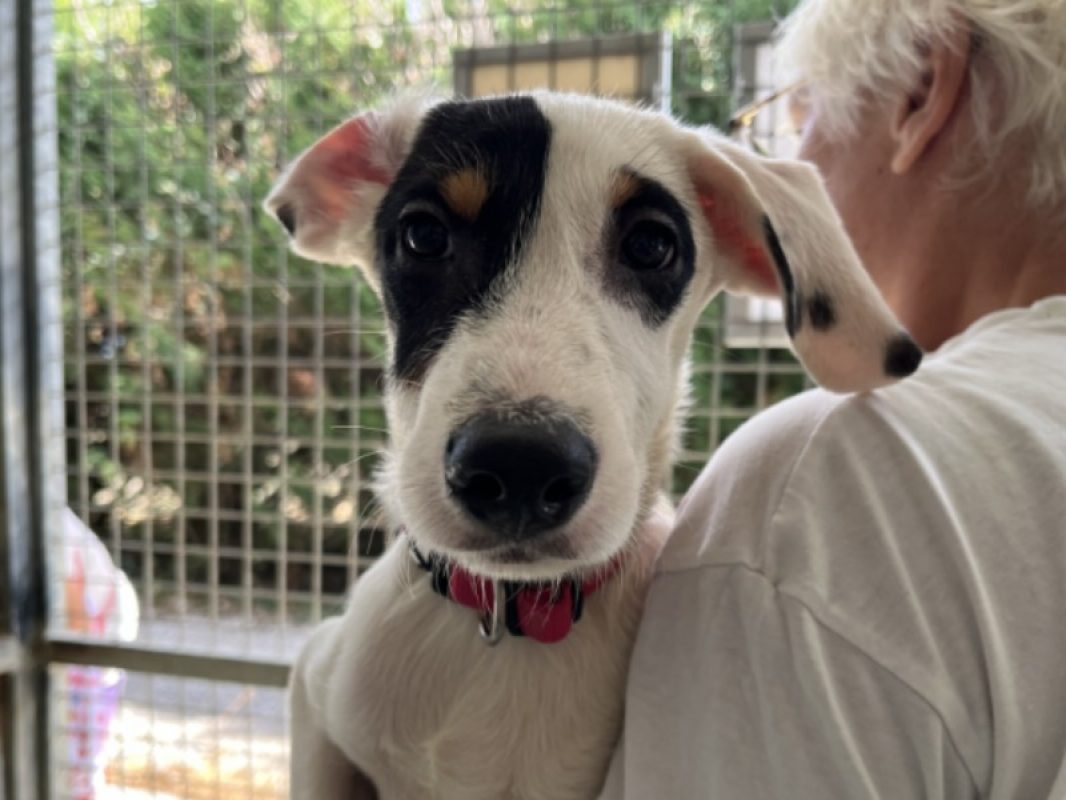 Melie - Chien Berger à adopter