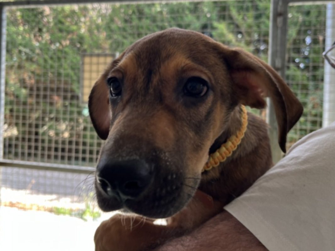Aspen - Chien Berger à adopter