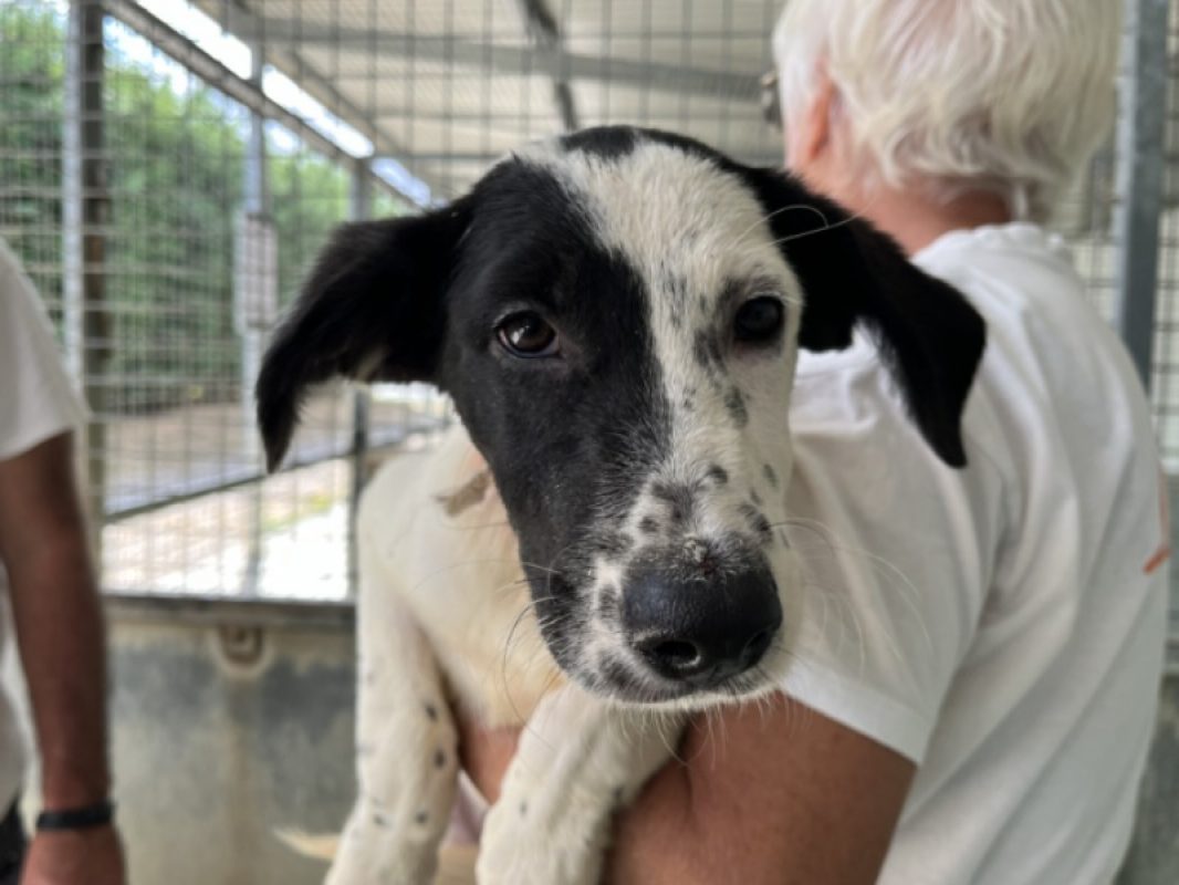 Neva - Chien Berger à adopter