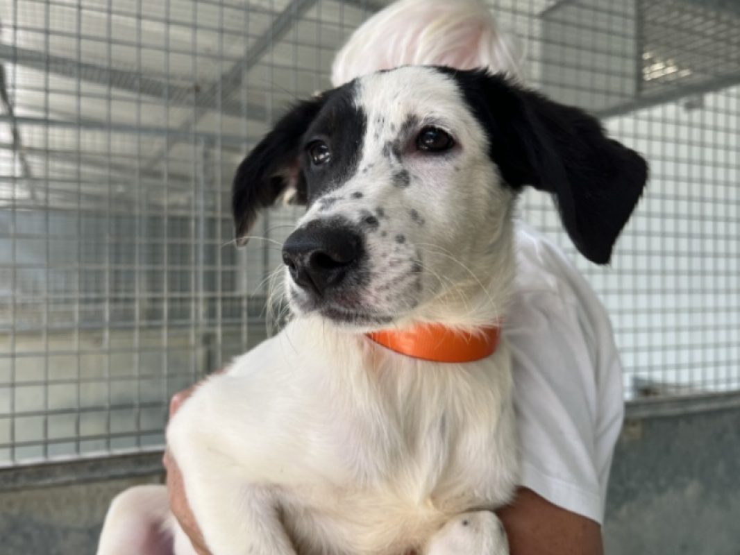 Neva - Chien Berger à adopter - photo 2