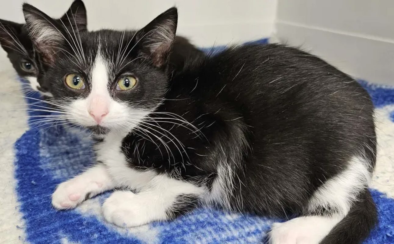 Emy - Chat Européen à adopter