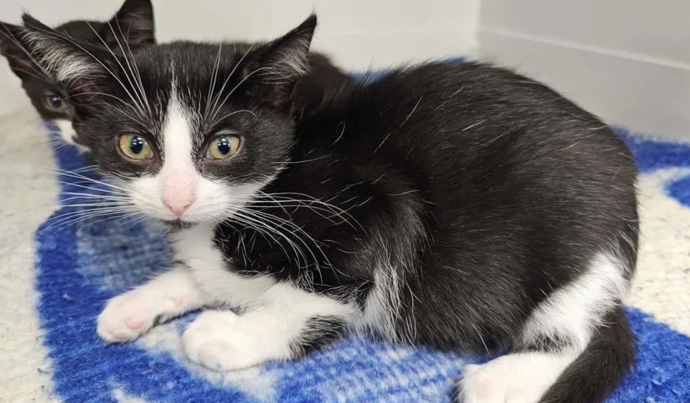 Emy - Chat Européen à adopter - photo 2
