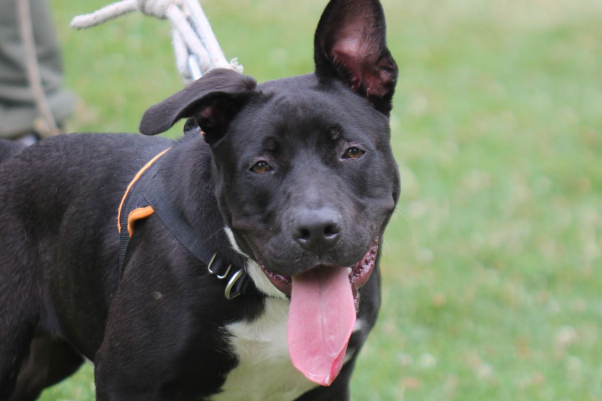 Seth - Chien à adopter