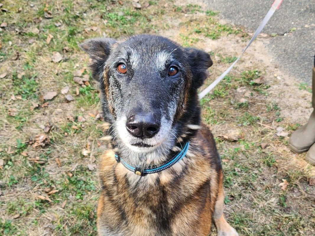 Ice - Chien Berger Belge Malinois à adopter