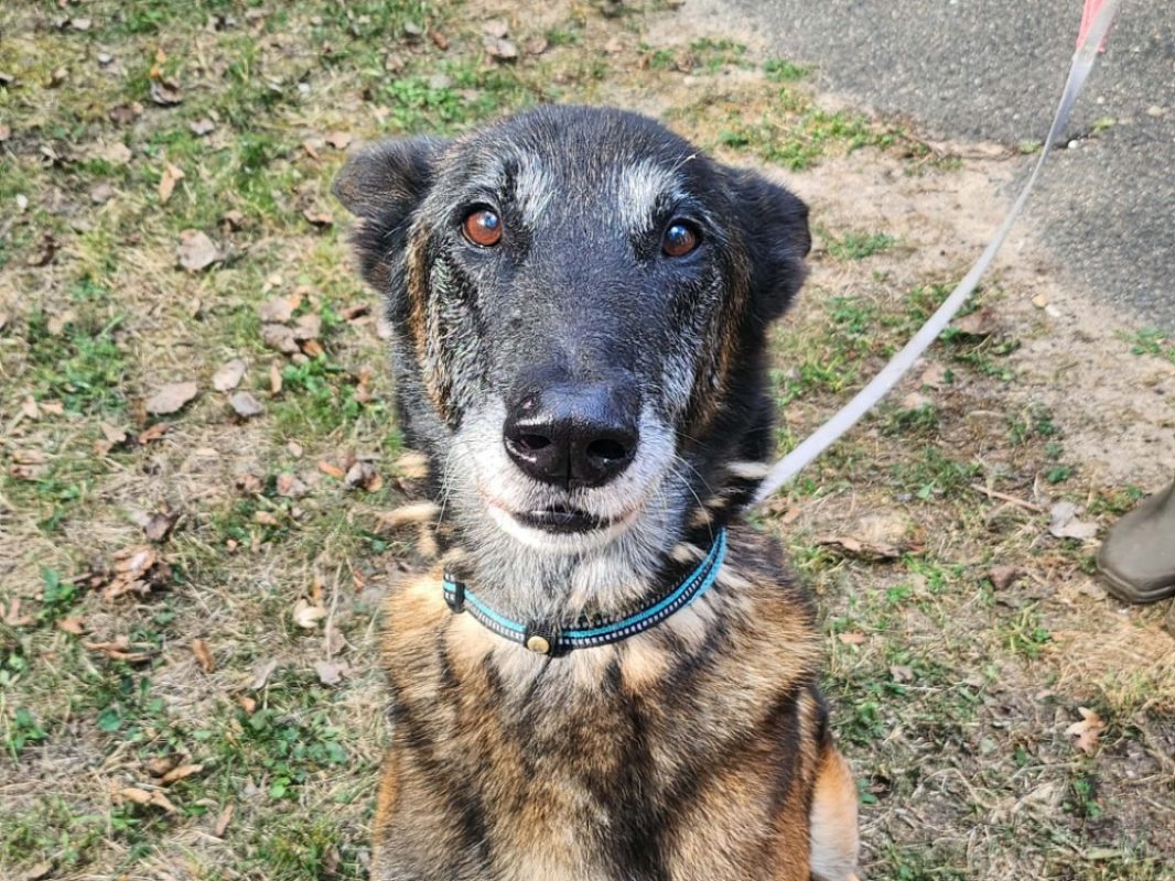 Ice - Chien Berger Belge Malinois à adopter - photo 2