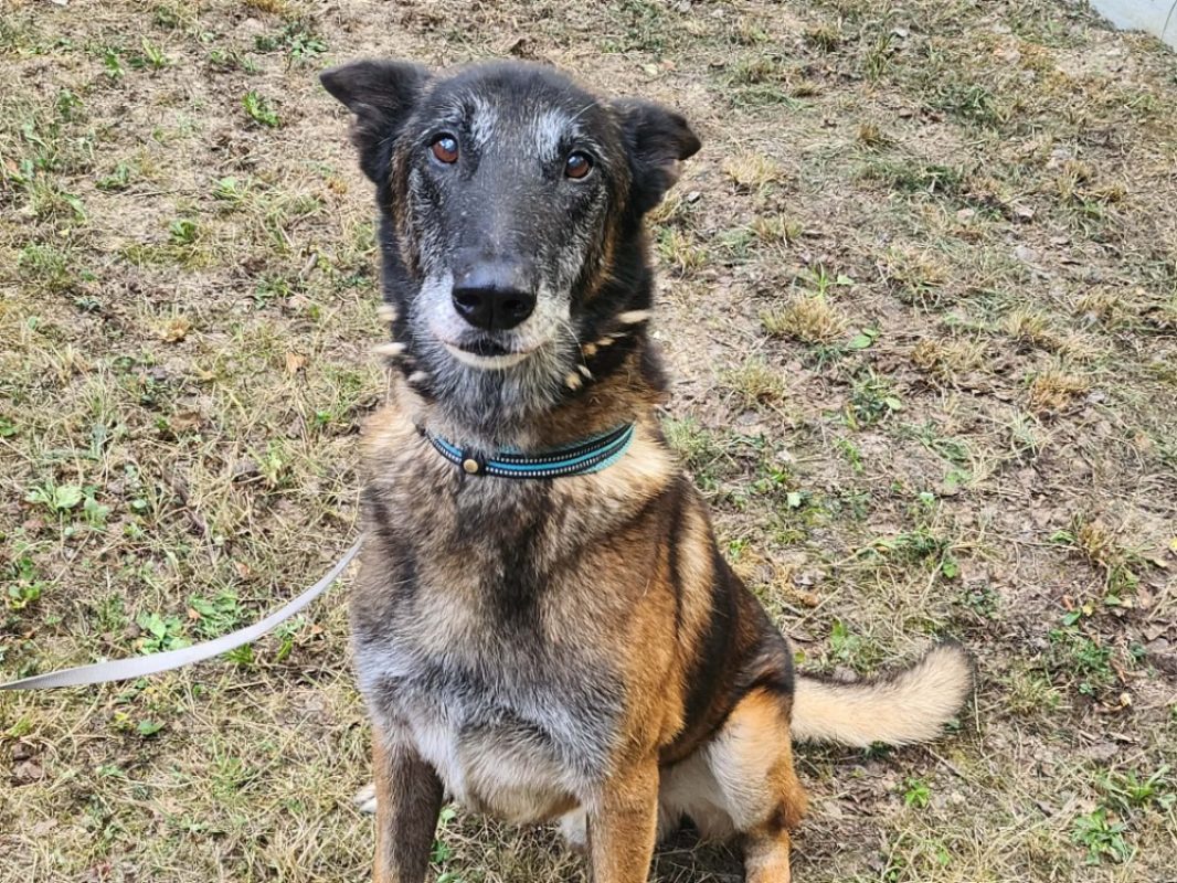 Ice - Chien Berger Belge Malinois à adopter - photo 3
