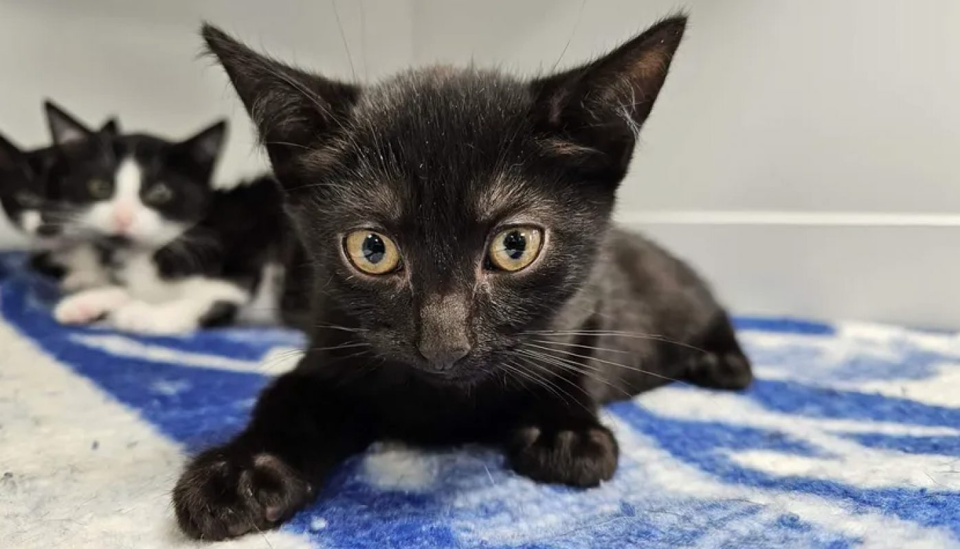 Filou - Chat Européen à adopter