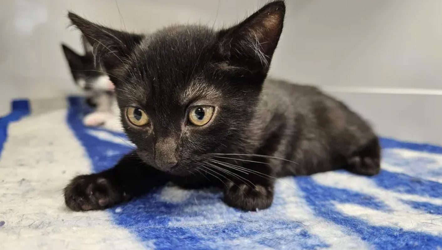 Filou - Chat Européen à adopter - photo 2