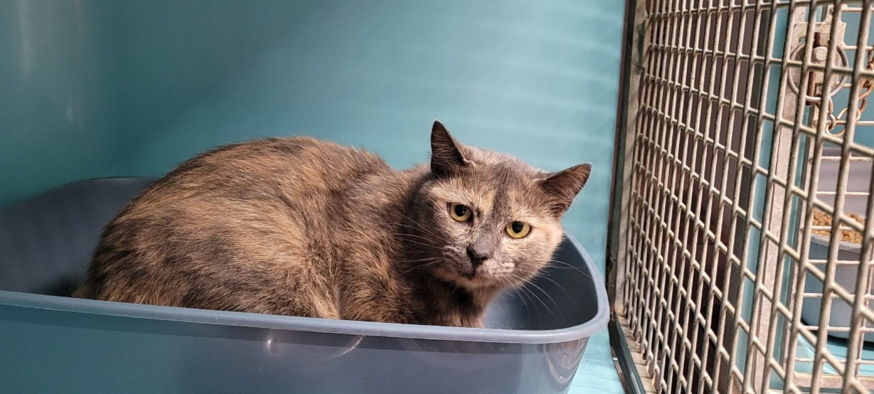 Valda - Chat Européen à adopter