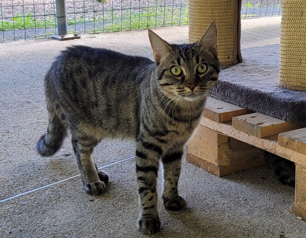 Glouton - Chat Européen à adopter