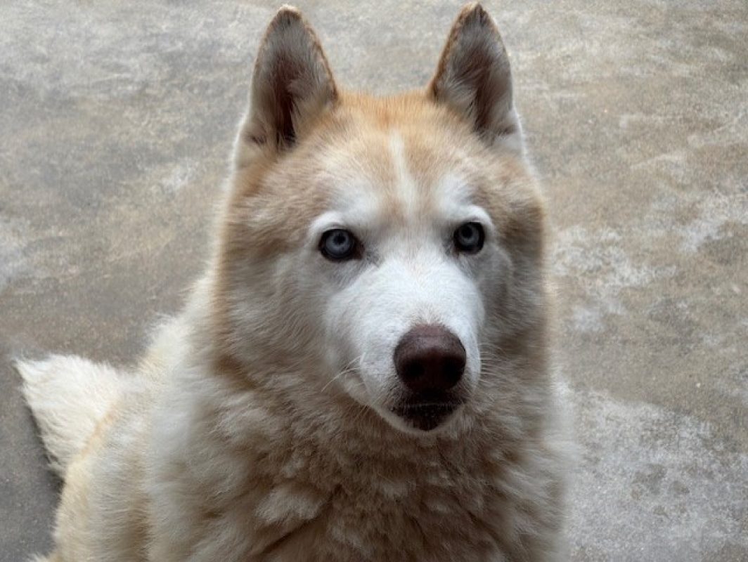Harlem - Chien Husky Sibérien à adopter