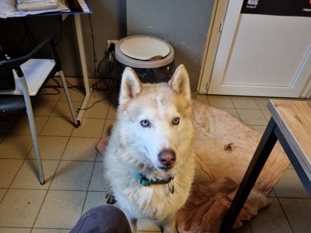 Harlem - Chien Husky Sibérien à adopter - photo 3