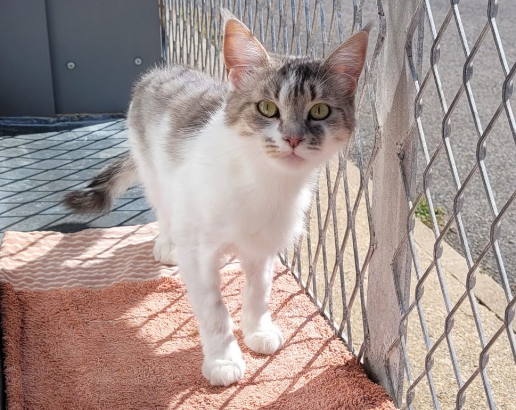 Victoria - Chat Européen à adopter