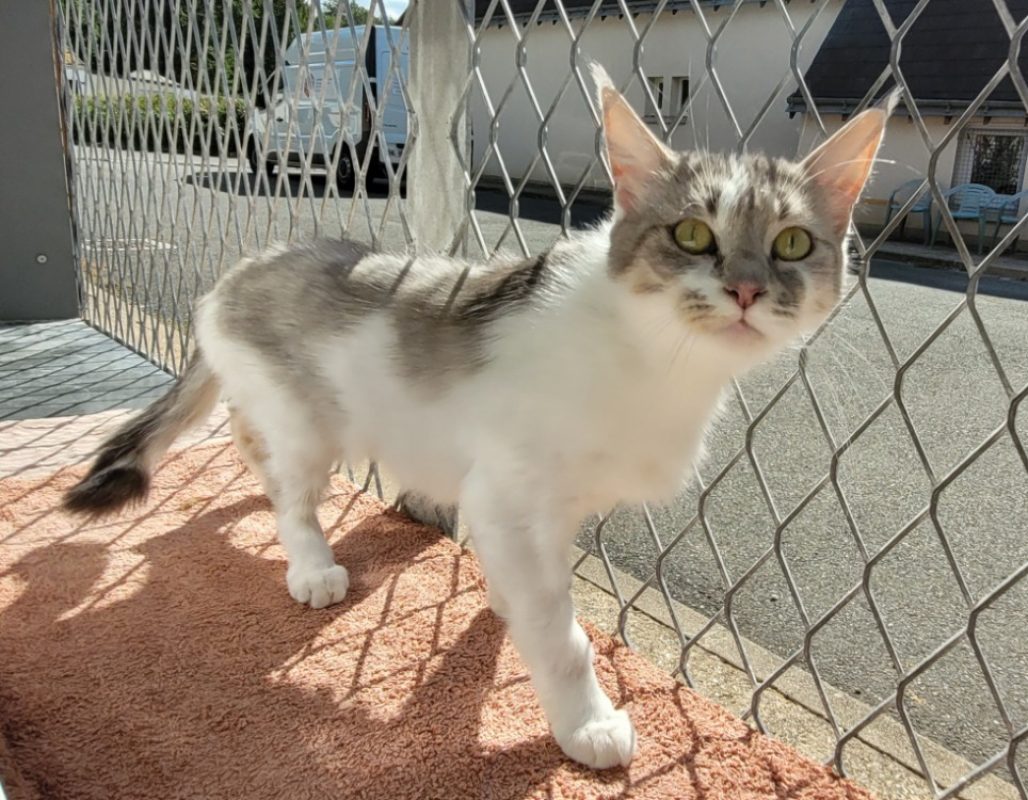 Victoria - Chat Européen à adopter - photo 2
