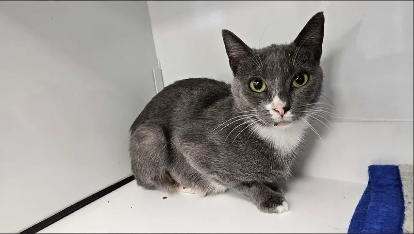 âline - Chat Européen à adopter