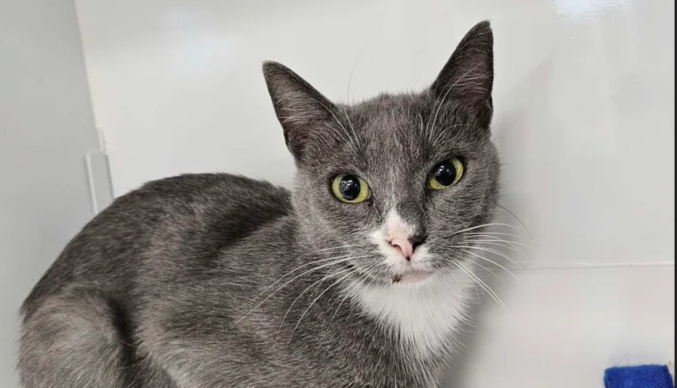 âline - Chat Européen à adopter - photo 2
