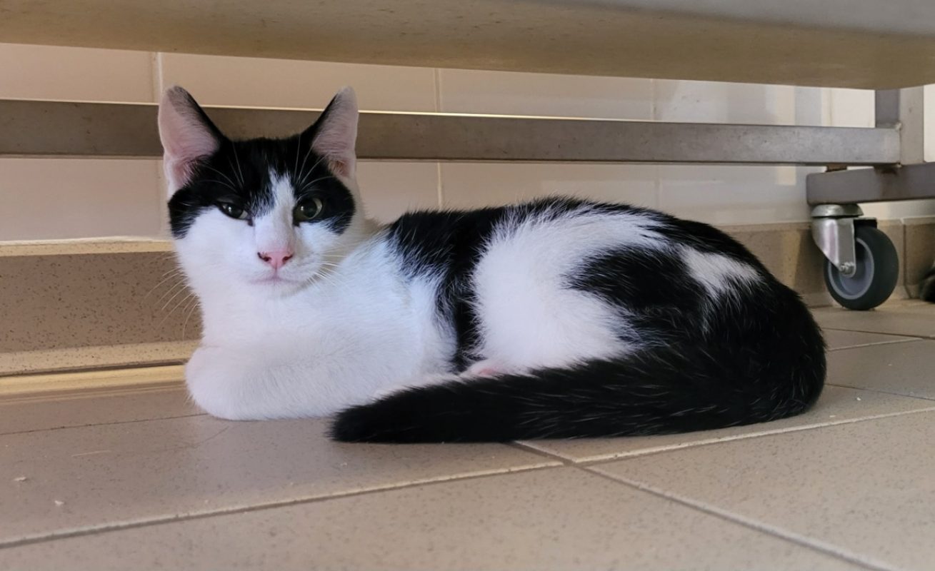 Buddy - Chat Européen à adopter