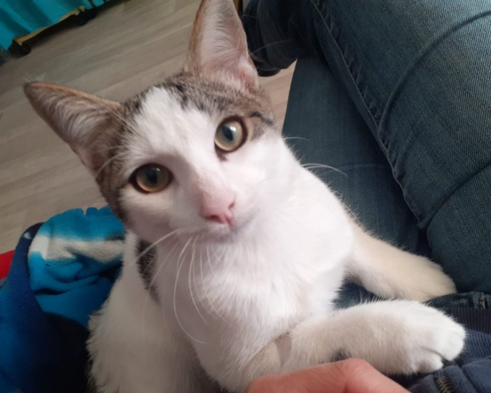 Astro - Chat Européen à adopter