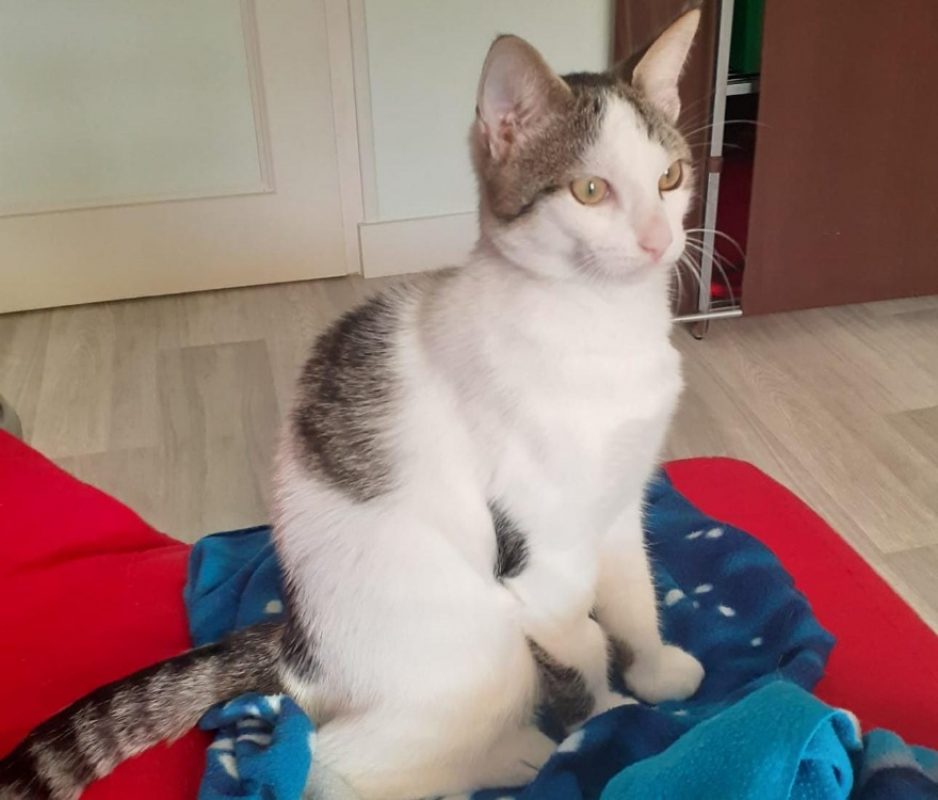 Astro - Chat Européen à adopter - photo 2