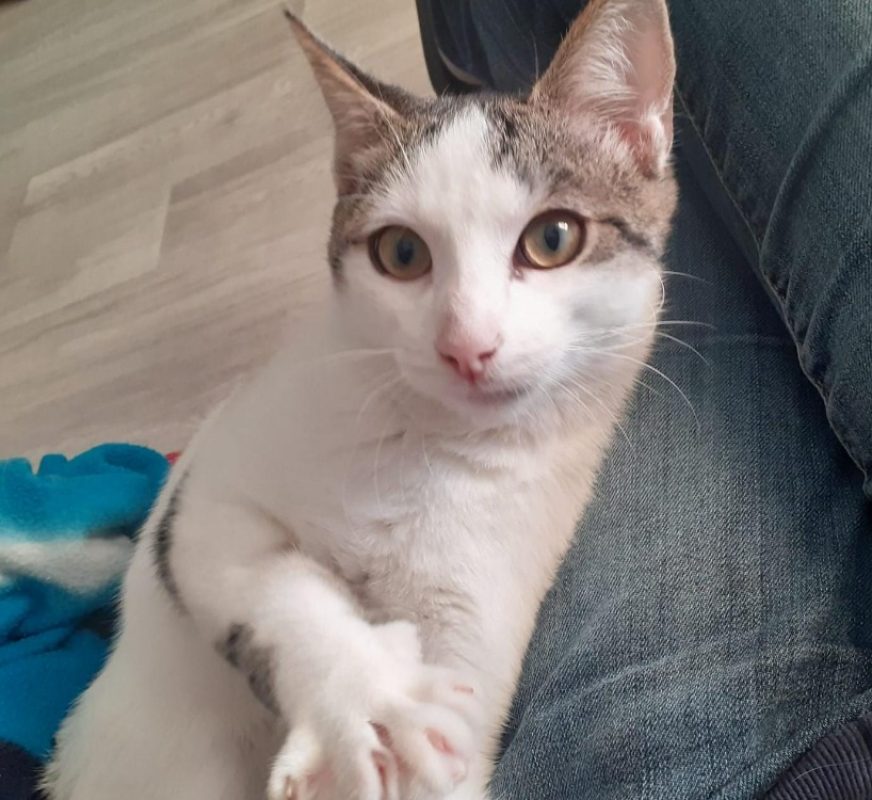 Astro - Chat Européen à adopter - photo 3