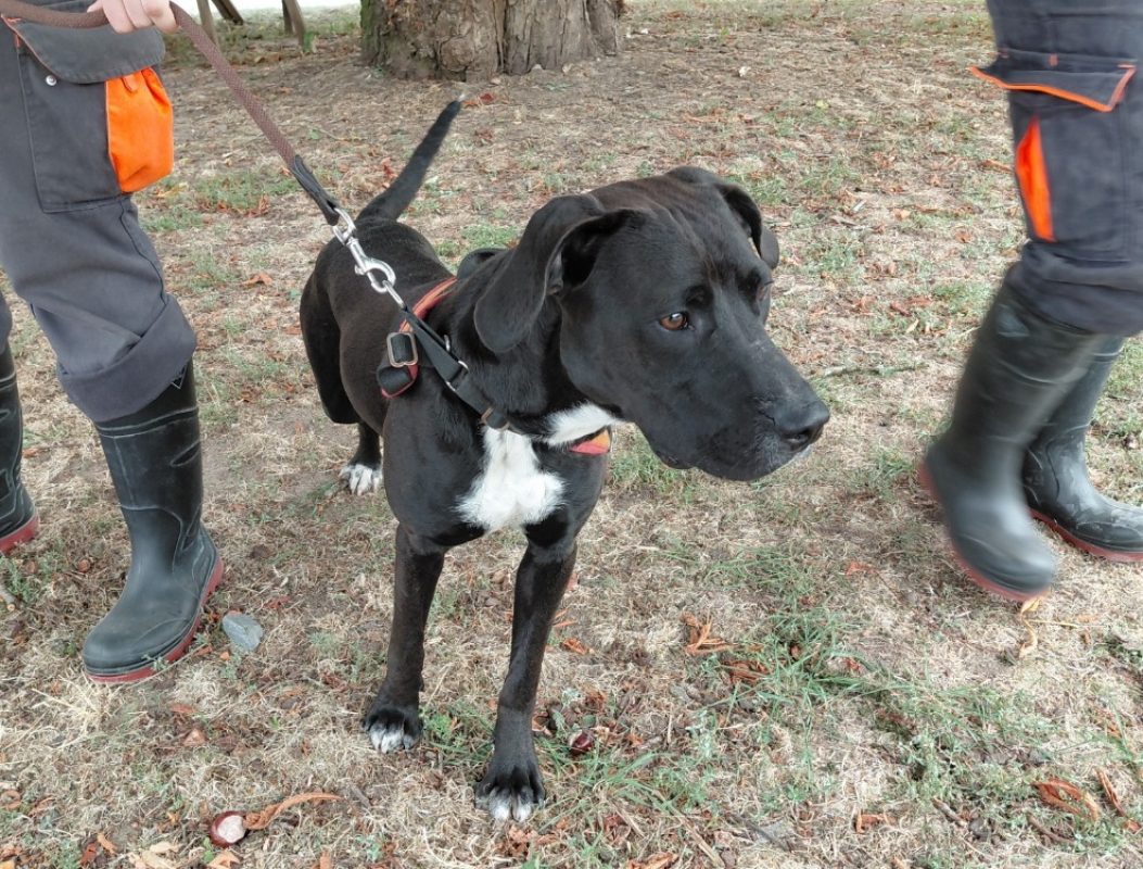 Tarzan - Chien à adopter