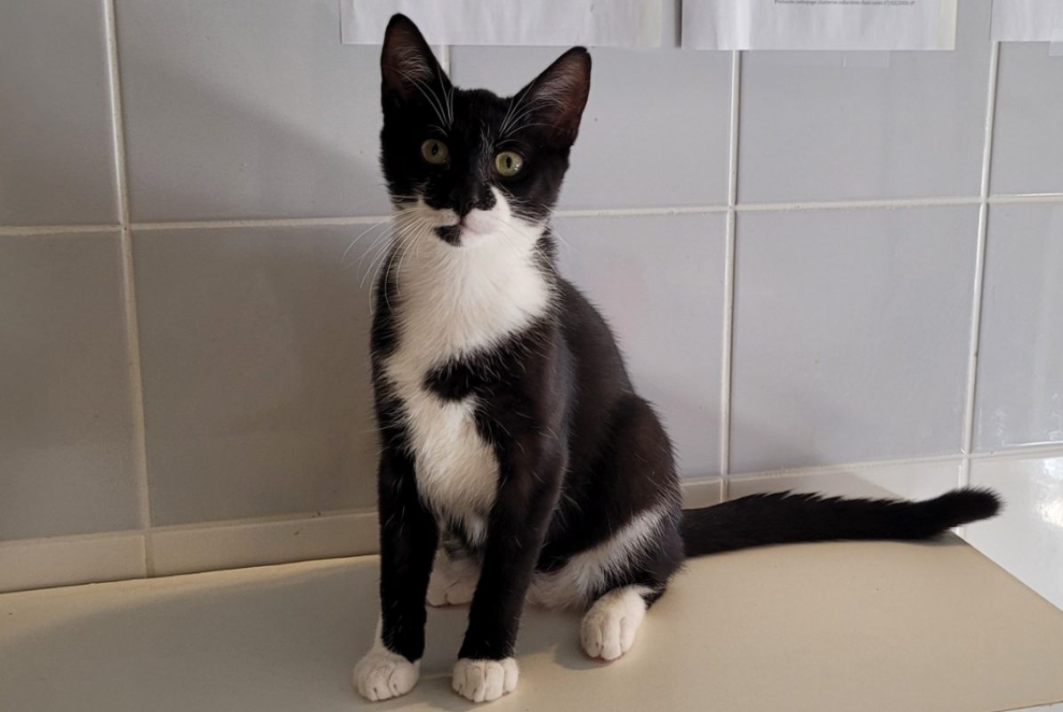 Raptor - Chat Européen à adopter