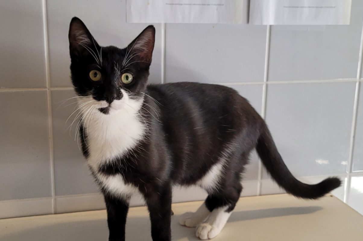 Raptor - Chat Européen à adopter - photo 2
