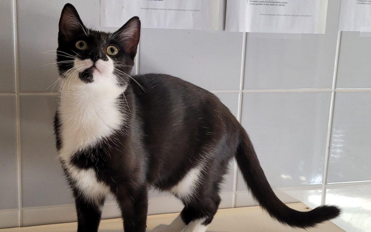 Raptor - Chat Européen à adopter - photo 3
