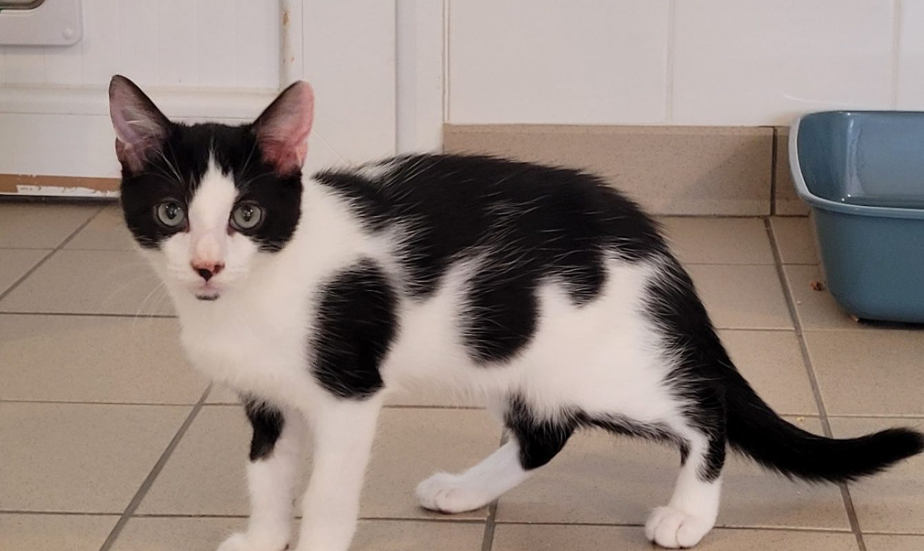 Diapo - Chat Européen à adopter