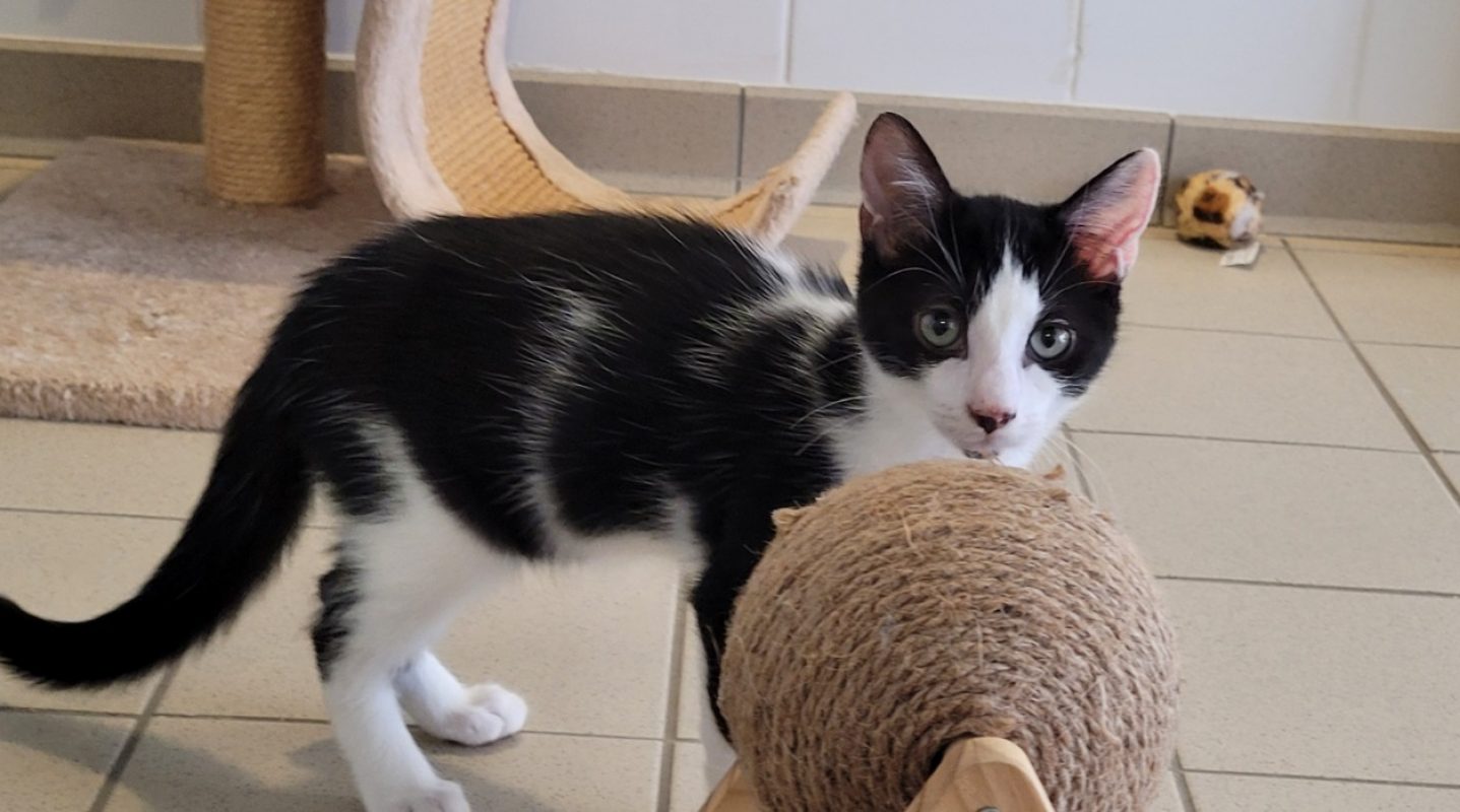 Diapo - Chat Européen à adopter - photo 2
