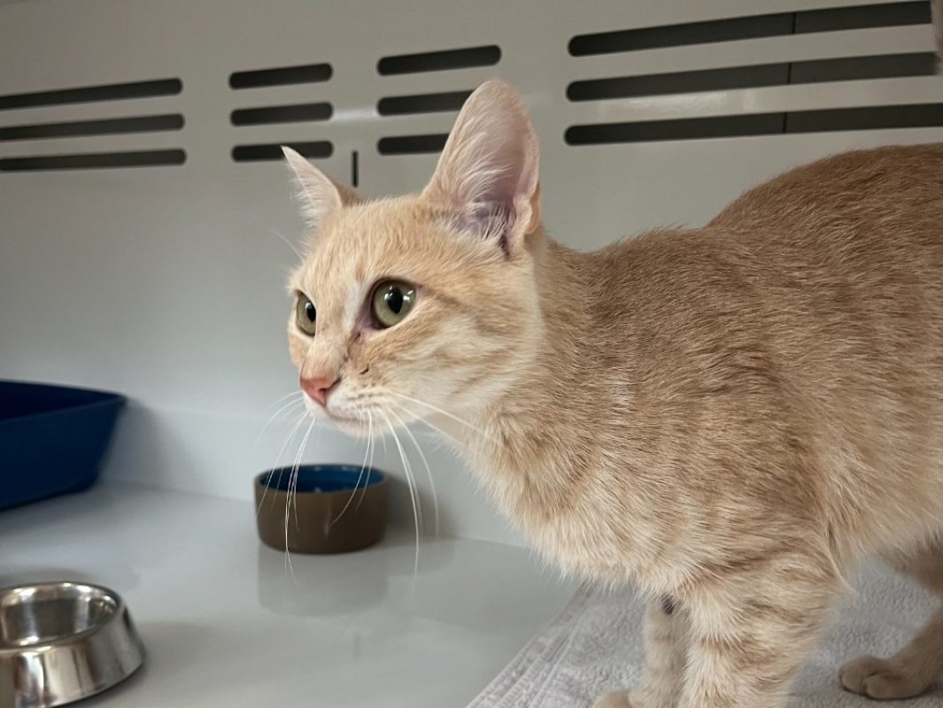 Sarabi - Chat Européen à adopter