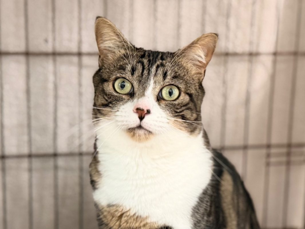 Mani - Chat Européen à adopter