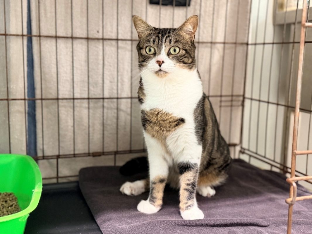 Mani - Chat Européen à adopter - photo 2