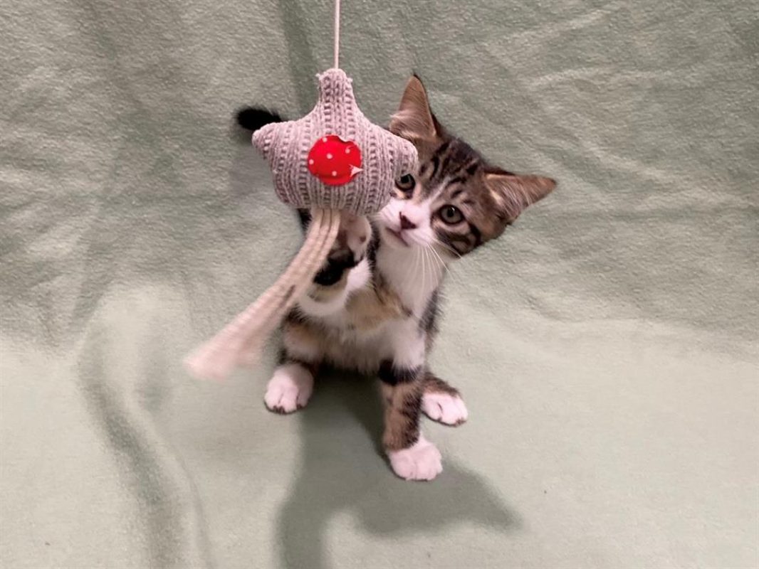 Mani - Chat Européen à adopter - photo 4