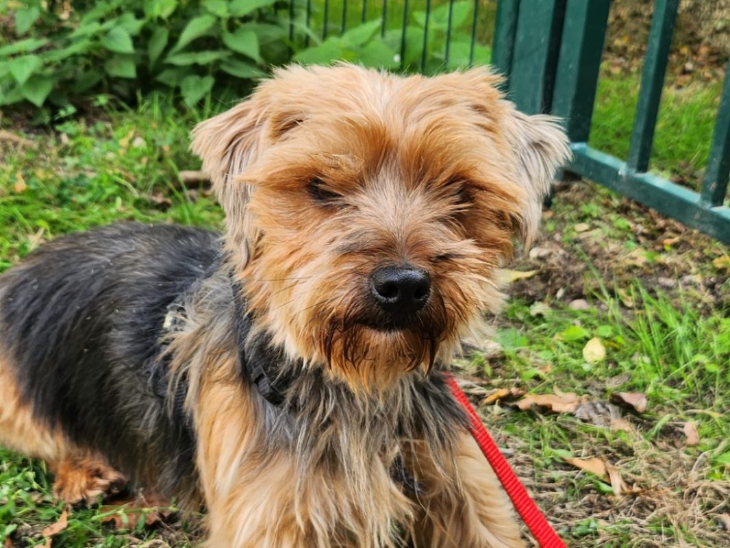 Enigma - Chien Yorkshire Terrier à adopter