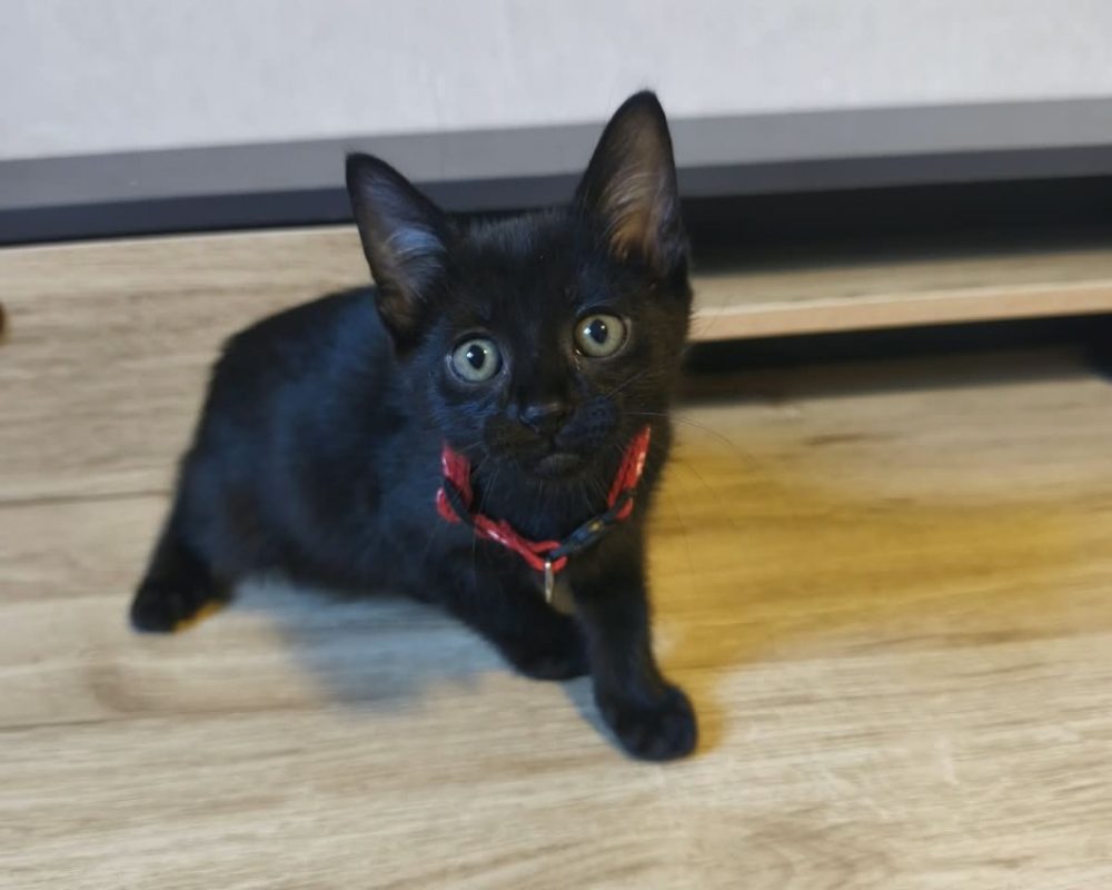 Bahia - Chat Européen à adopter